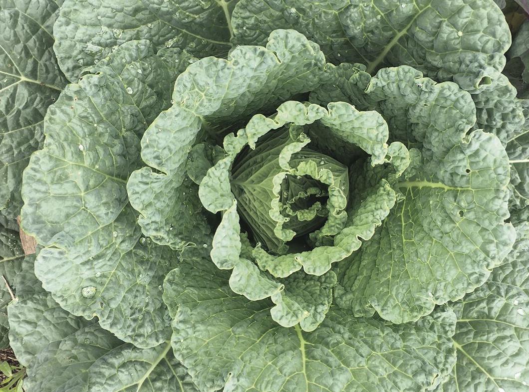 More Thoughts While Weeding: Behold the glorious cabbage